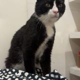 Foto del gato perdido en Cannes