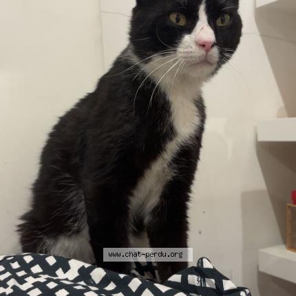 Foto 1/1 Jarbouhaa Chat perdido en Cannes