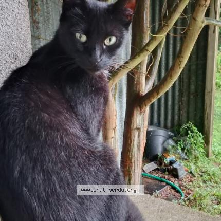 Foto 1/1 Marcelle Chat perdido en Chauve