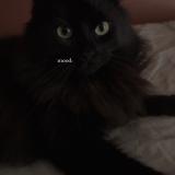 Foto del gato perdido en Marcilly Sur Eure