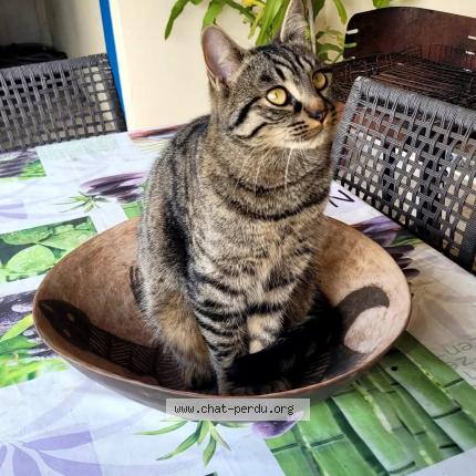 Foto 1/1 Tigrou Chat perdido en Generac