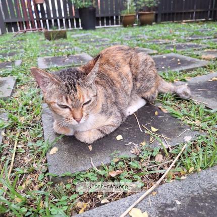 Foto 1/1 Aburi Chat perdido en Singapore