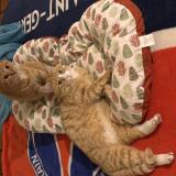 Foto del gato perdido en Castelsarrasin