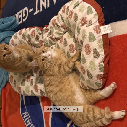 Foto 1/1 Tigrou Chat perdido en Castelsarrasin