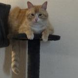 Foto del gato perdido en Castelsarrasin