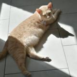 Foto del gato perdido en Caudry