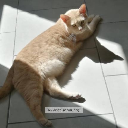 Foto 1/1 Calin Chat perdido en Caudry