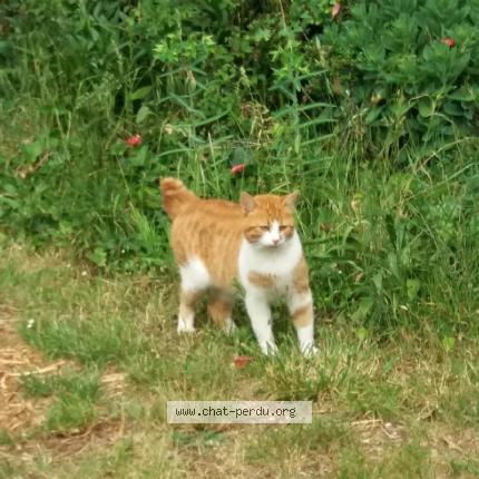 Foto 1/1 Gato encontrado Encontrado en Marcon