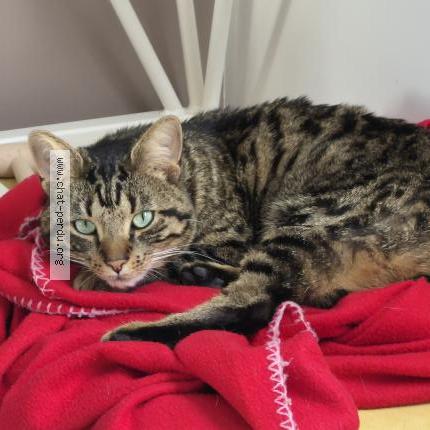 Foto 1/1 Indi Chat perdido en Allonne