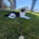 Foto del gato perdido en Garindein