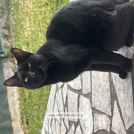 Foto 1/1 Gato encontrado Encontrado en Montfermeil