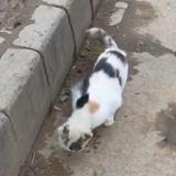 Foto de gato encontrado en Islamabad