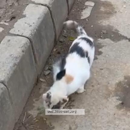 Foto 1/1 Gato encontrado Encontrado en Islamabad