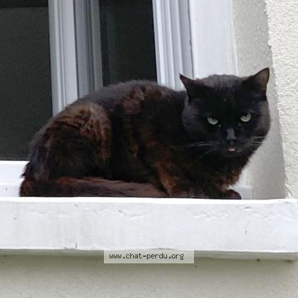 Foto 1/1 Gato encontrado Perdido en Rennes