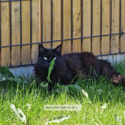 Foto 1/1 Plume Chat perdido en St sauveur de landemont
