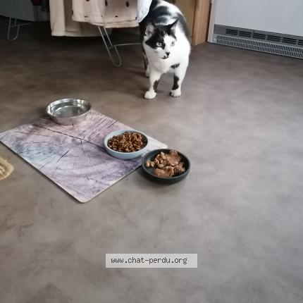 Foto 1/1 Gato encontrado Encontrado en Bouillon