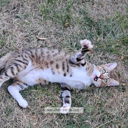 Foto 1/3 Gato encontrado Encontrado en Villars les bois