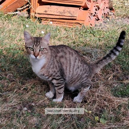 Foto 2/3 Gato encontrado Encontrado en Villars les bois