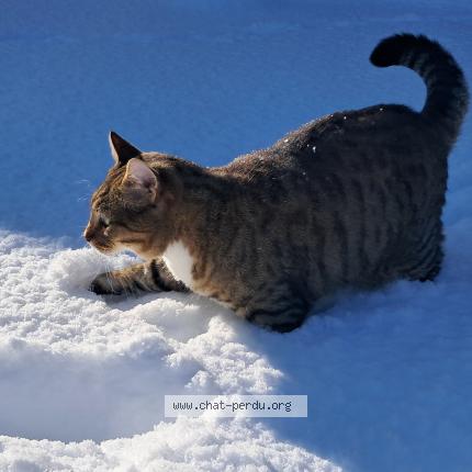 Foto 3/3 Gato encontrado Encontrado en Villars les bois