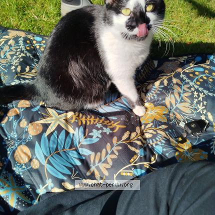 Foto 1/1 Néo Chat perdido en Plonevez du faou