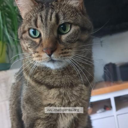 Foto 1/1 Olly Chat perdido en Pierre benite