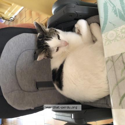 Foto 1/1 Fripon Chat perdido en Croix