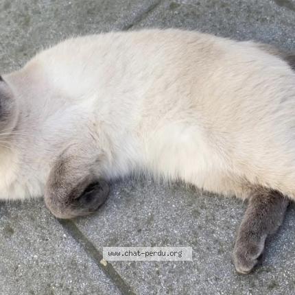 Foto 1/1 Vava Chat perdido en Colfontaine