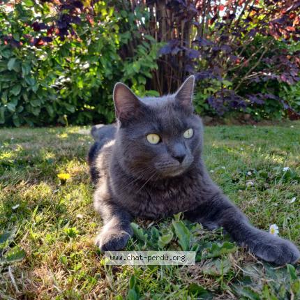 Foto 1/1 Bali Chat perdido en Waterloo