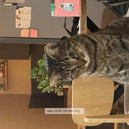 Foto 1/1 Marcel Chat perdido en Aix en provence