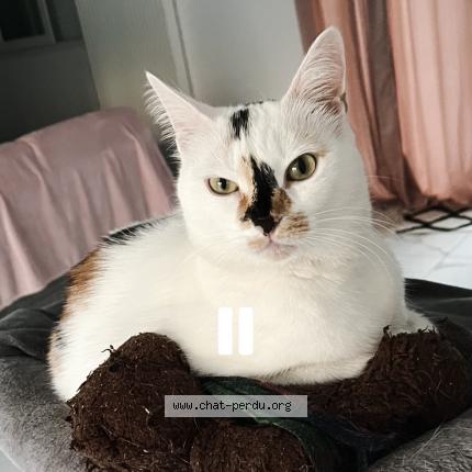 Foto 4/4 Blanche neige Chat perdido en Champigny sur marne