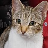 Foto del gato perdido en Rennes