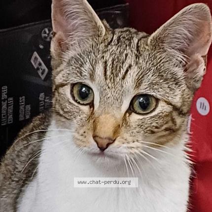 Foto 1/1 Féline Chat perdido en Rennes