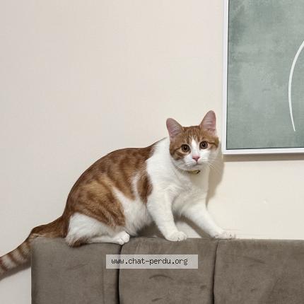 Foto 1/1 Milou Chat perdido en Villejuif