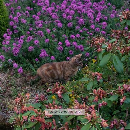 Foto 1/1 Speedy Chat perdido en Evran