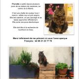Foto del gato perdido en La Marne