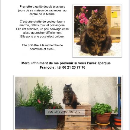 Foto 1/1 Prunette Chat perdido en La marne