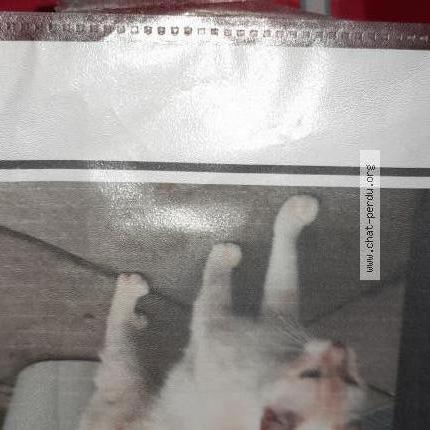 Foto 1/1 Merlin Chat perdido en Vigneux sur seine