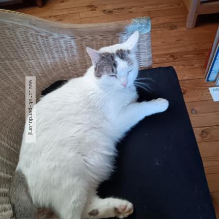 Foto 1/1 Timimoun Chat perdido en Toulouse