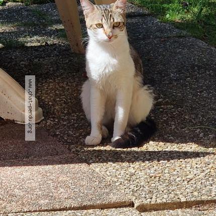 Foto 1/1 Gato encontrado Encontrado en Toulouse