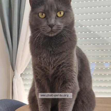 Foto 1/1 Tina Chat perdido en Vendemian