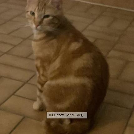 Foto 1/1 Couyoumelle ou bébé chat Chat perdido en Mudaison