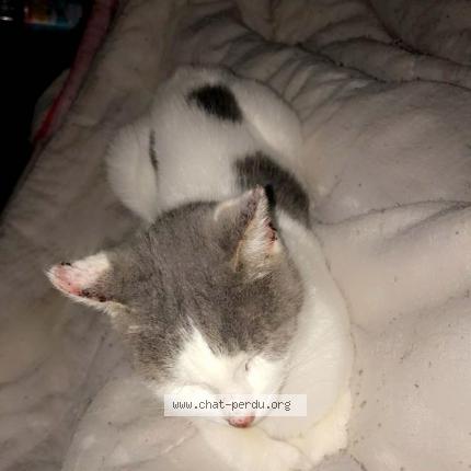 Foto 1/2 Grisette Chat perdido en Clermont ferrand