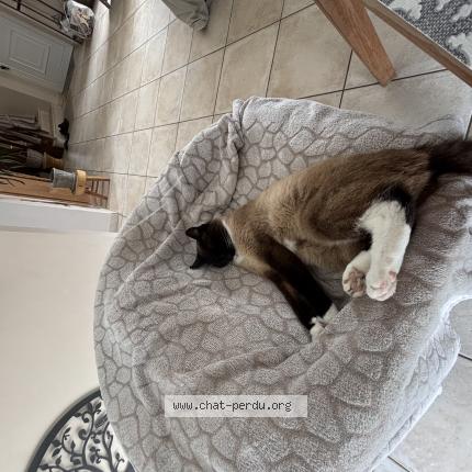 Foto 1/1 Simba Chat perdido en Jullouville