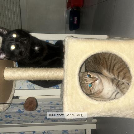 Foto 1/1 Haku Chat perdido en Ponte de cheruy