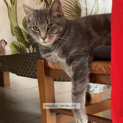 Foto 1/1 Tigrou Chat perdido en Saint martin la pallu