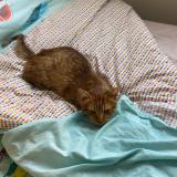 Foto del gato perdido en Beaumont