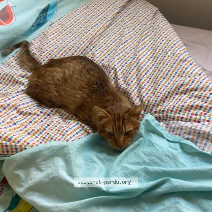 Foto 2/2 Speculos Chat perdido en Beaumont