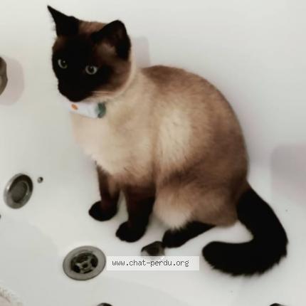 Foto 1/1 Marcus Chat perdido en Ermont