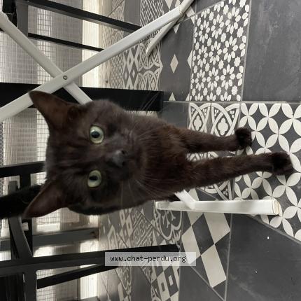 Foto 1/1 Gato encontrado Encontrado en Boucau