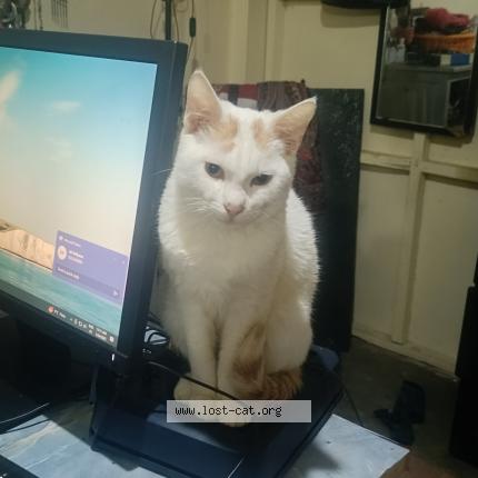 Foto 1/1 Pitili Chat perdido en Shillong